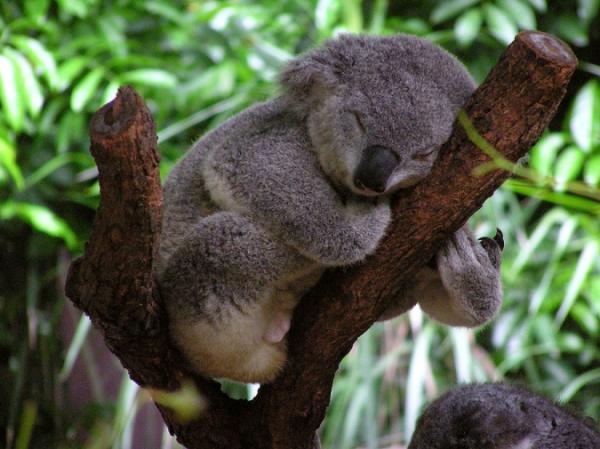 Koalas hug trees to stay cool. | THE OLD GUV LEGENDS