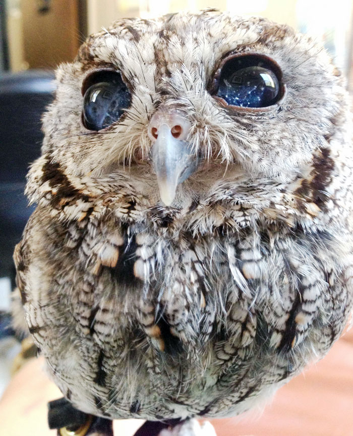 rescued-blind-owl-zeus-6