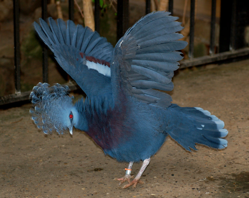 Victoria_Crowned_Pigeon_Goura_victoria_Wings_Spread_2236px